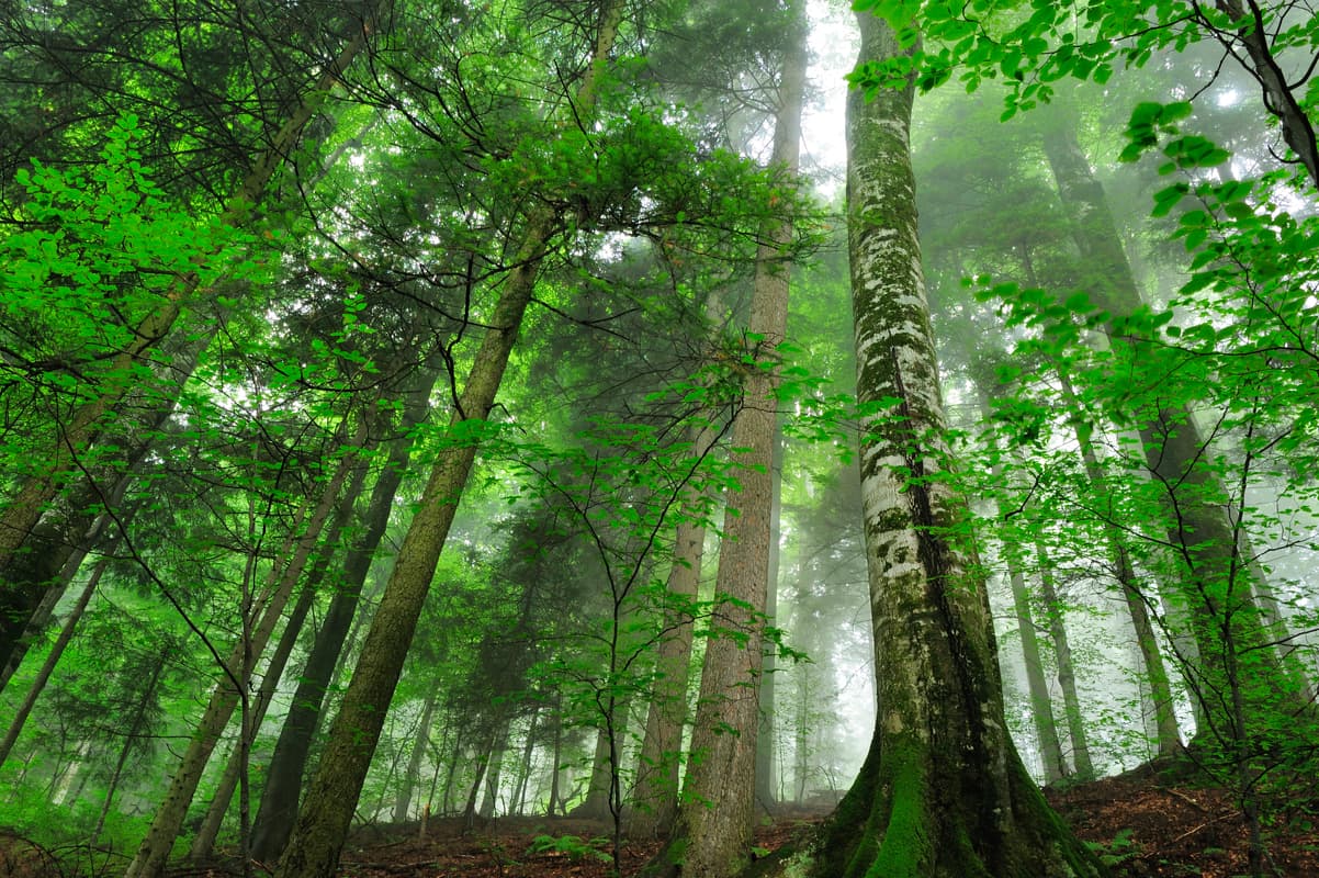 Lush forest saving trees